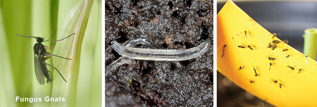 Fungus gnats in soil