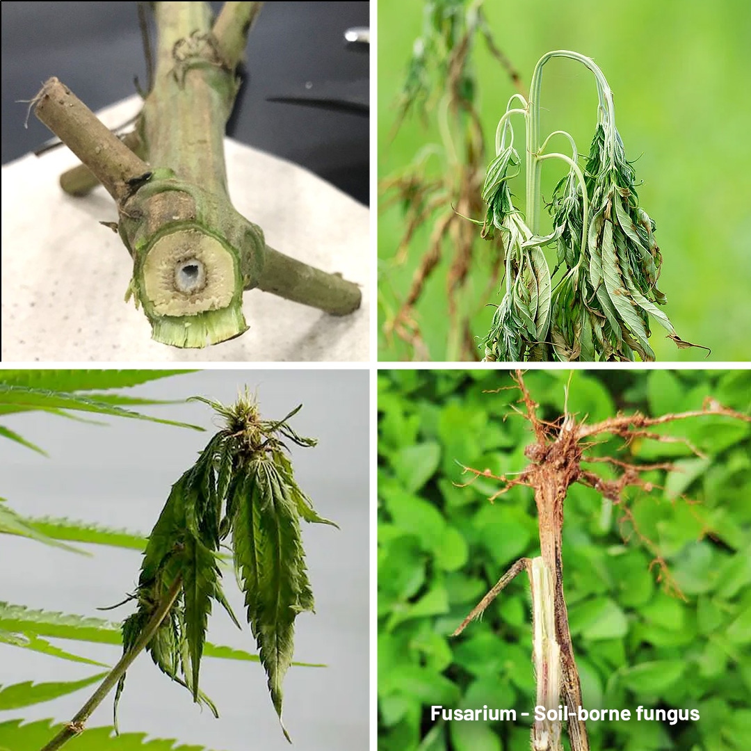 Fusarium causing wilting
