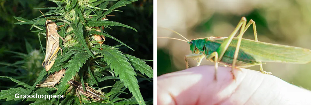 Grasshoppers on a cannabis plant