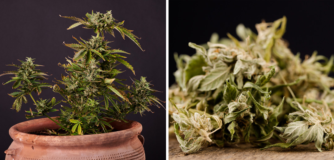 Cannabis affected by the Hop Latent Viroid or HLV