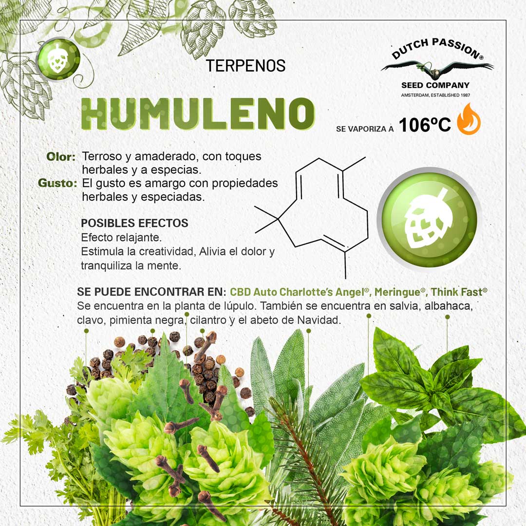 Terpeno de cannabis Humuleno