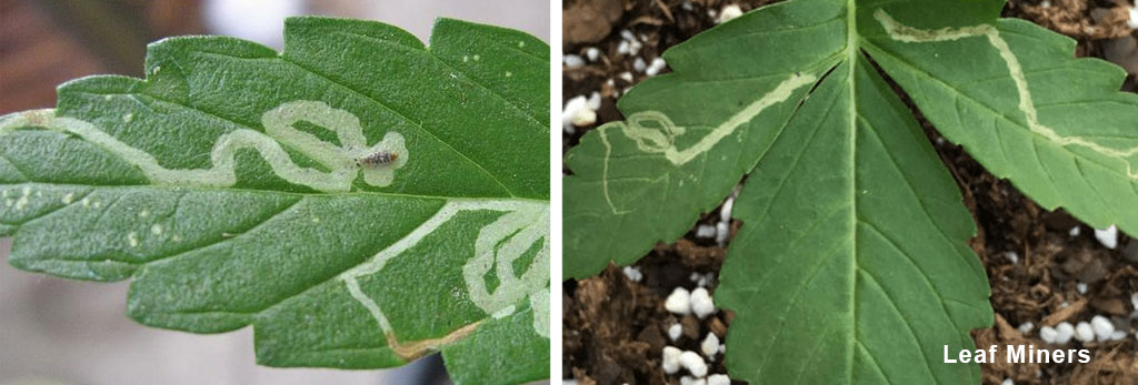 Leaf miners damage visible as white wavy trails on cannabis leaves