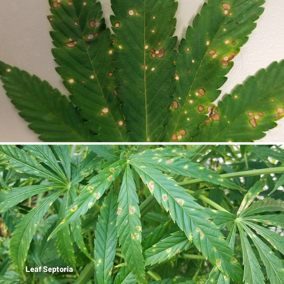 Spots on cannabis leaves caused by leaf septoria