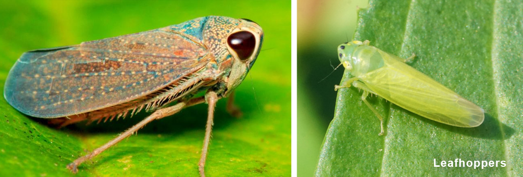 Leafhoppers in different colors