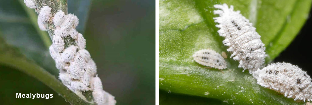 Mealybugs have a hairy white appearance