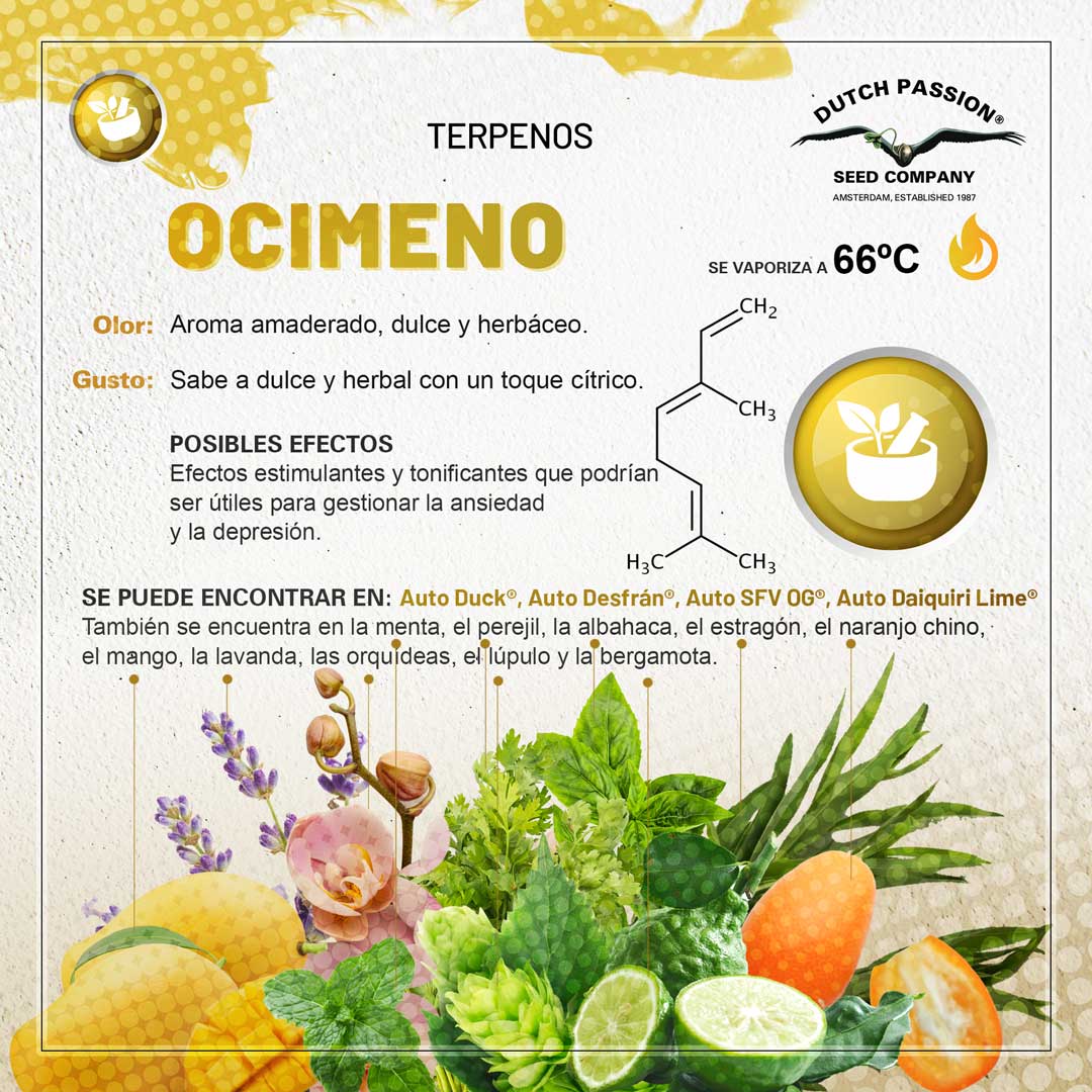 Terpeno de cannabis Ocimeno