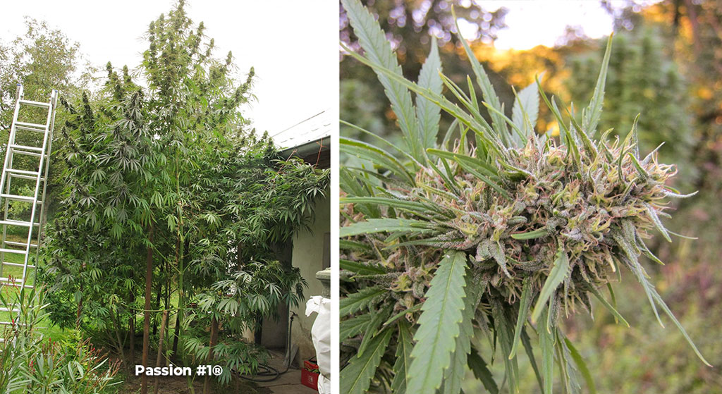 Big Passion #1 plant grown outdoors