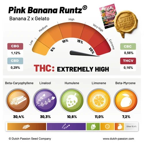 Pink Banana Runtz cannabinoides y terpenos