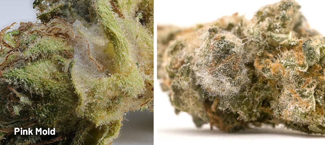 Pink mold in a cannabis bud