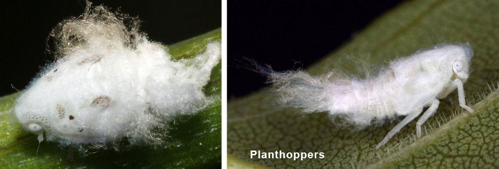 Planthoppers with a white excretion