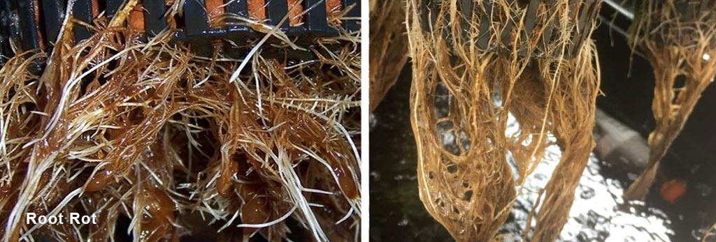 Root rot in cannabis