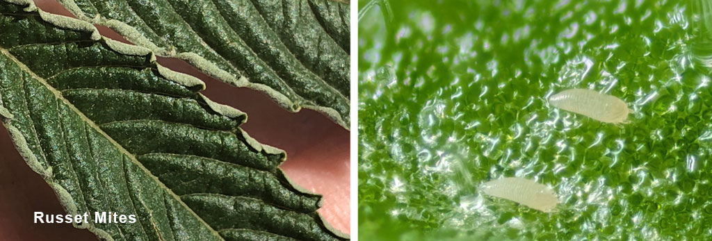 Russet mites are almost too small to see