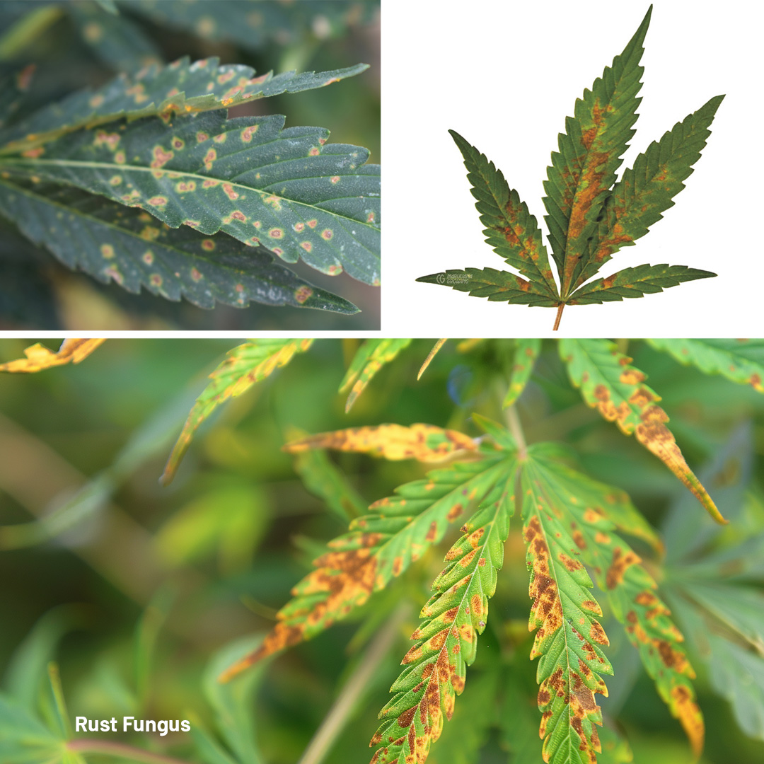 Rust fungus causing a brownish leaf discoloration