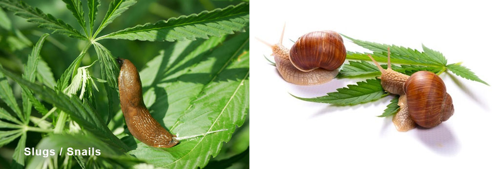 Slugs and snails on cannabis