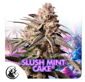 Slush Mint Cake semillas de cannabis