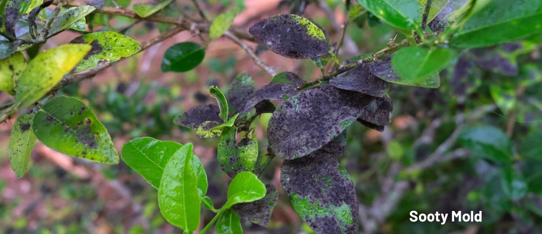 Sooty mold giving leaves a darkened appearance