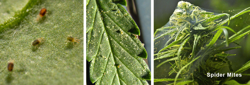 Spider mites on a cannabis plant
