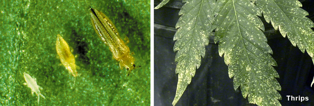 Thrips damaging cannabis plants