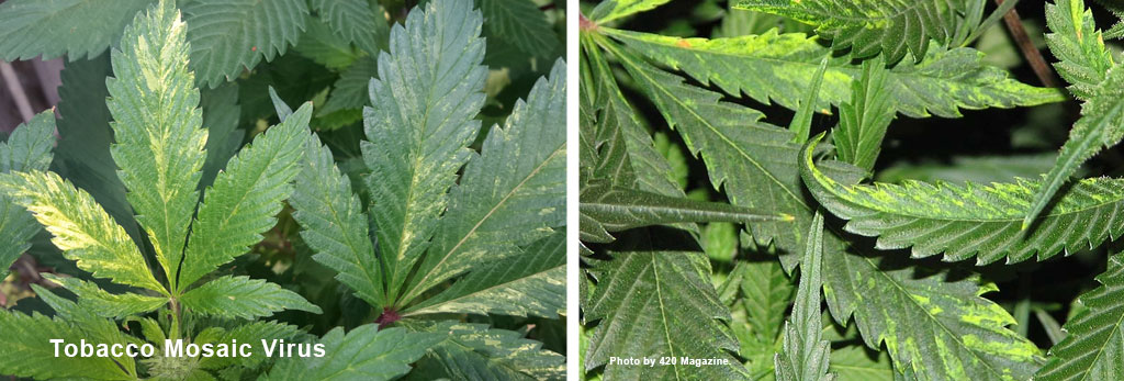 Mosaic markings on leaves and twisted growth caused by Tobacco Mosaic Virus