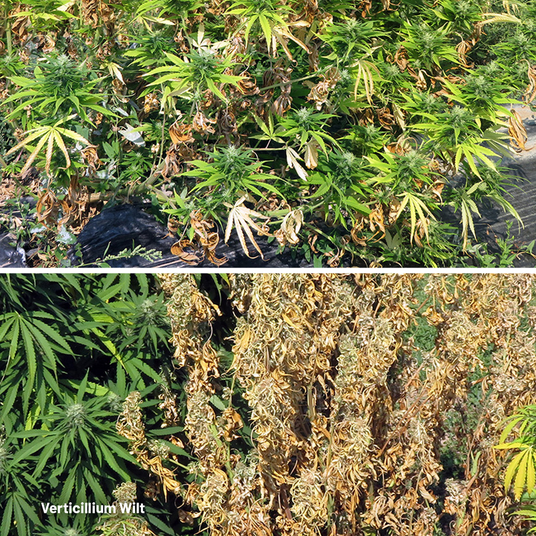 Cannabis showing verticillium wilt 