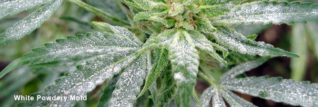 White powdery mold on cannabis leaves