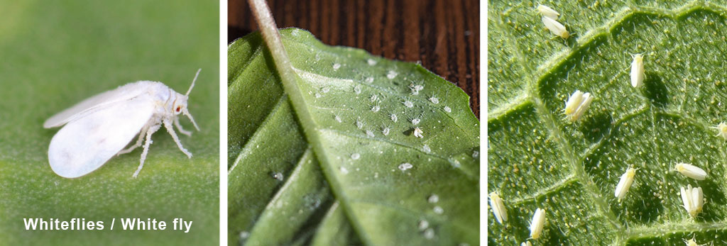 White fly on the underside of a cannabis leaf