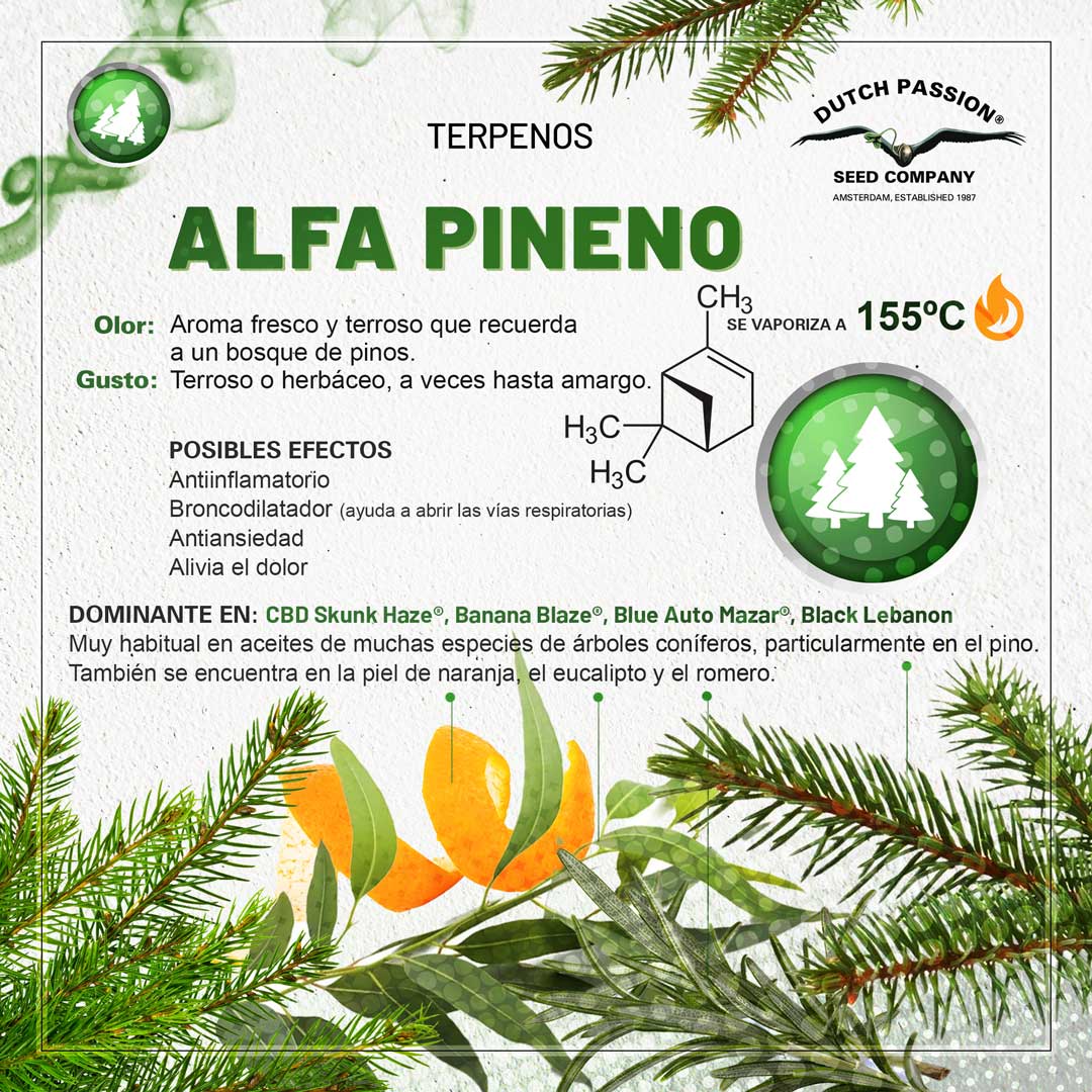 Terpeno de cannabis Alfa Pineno