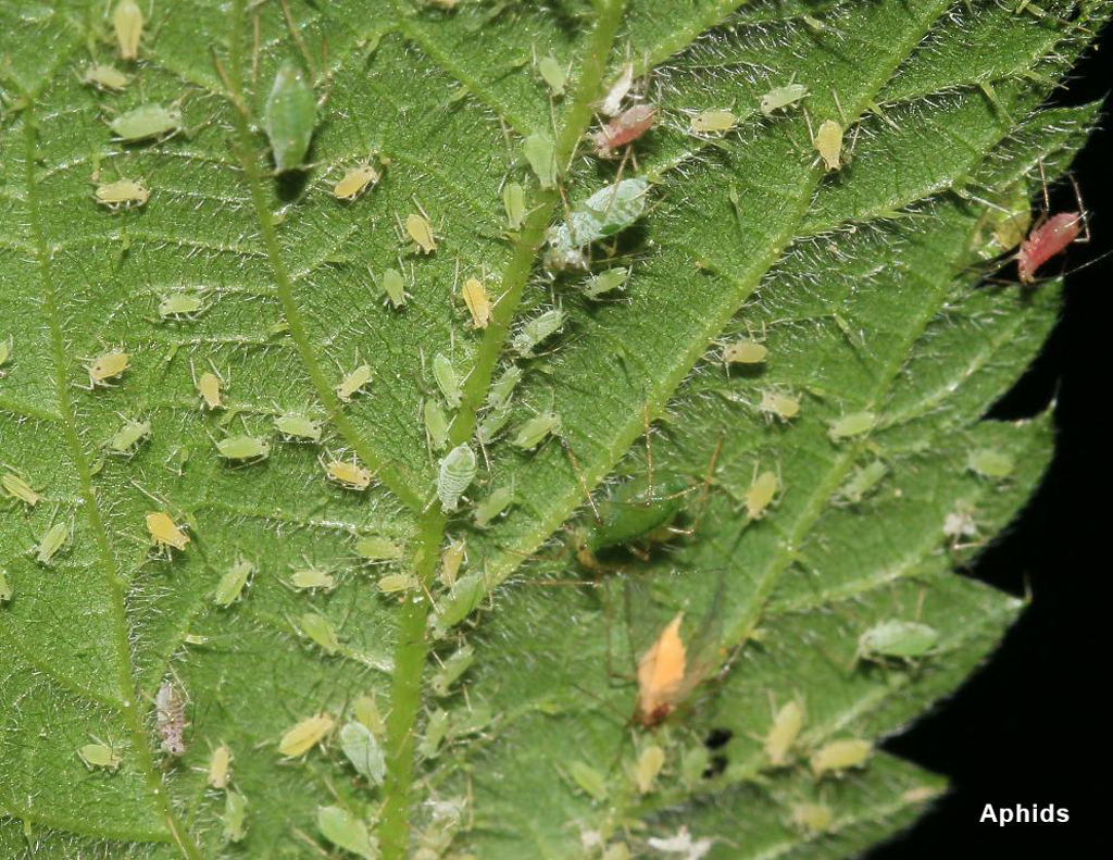 Aphids on a cannabis leaf