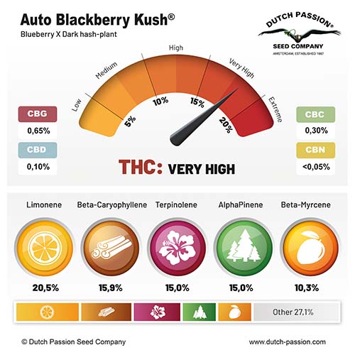 Auto Blackberry Kush cannabinoids and terpenes profile