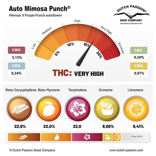 Auto Mimosa Punch cannabinoid and terpene profile