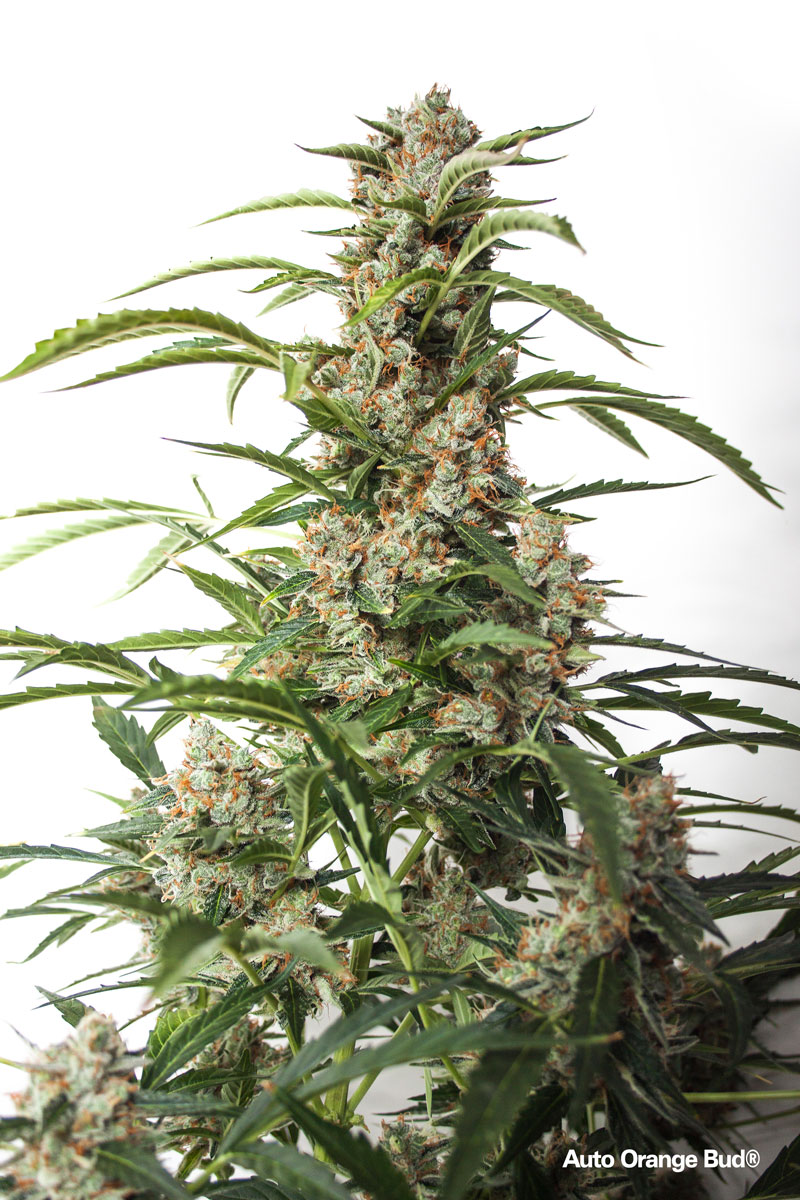 Auto Orange Bud de Dutch Passion