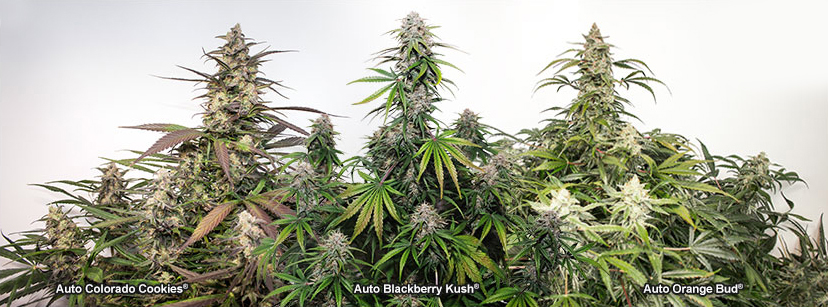 Plantas de Auto Colorado Cookies, Auto Blackberry Kush y Auto Orange Bud