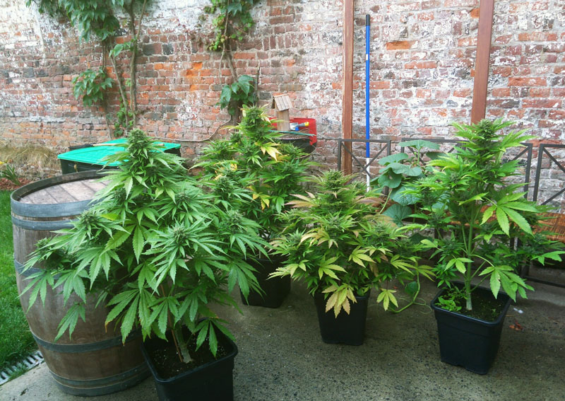 Autoflorecientes en exterior