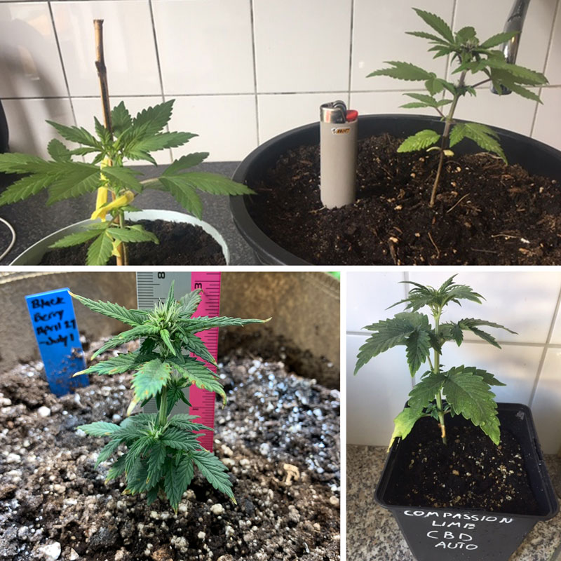 Autoflorecientes pequeñas en fase vegetativa en macetas