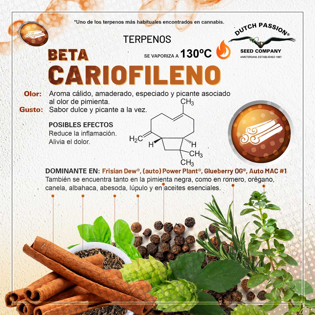Terpeno de cannabis Beta Cariofileno
