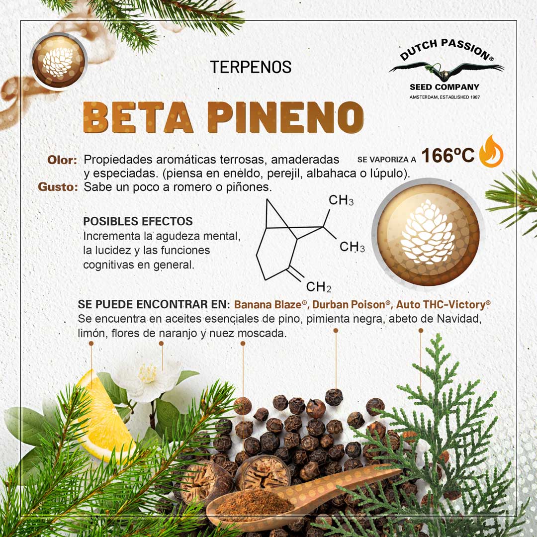 Terpeno de cannabis Beta Pineno