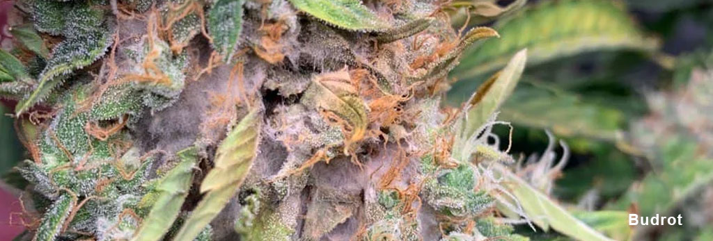 Bud rot in cannabis