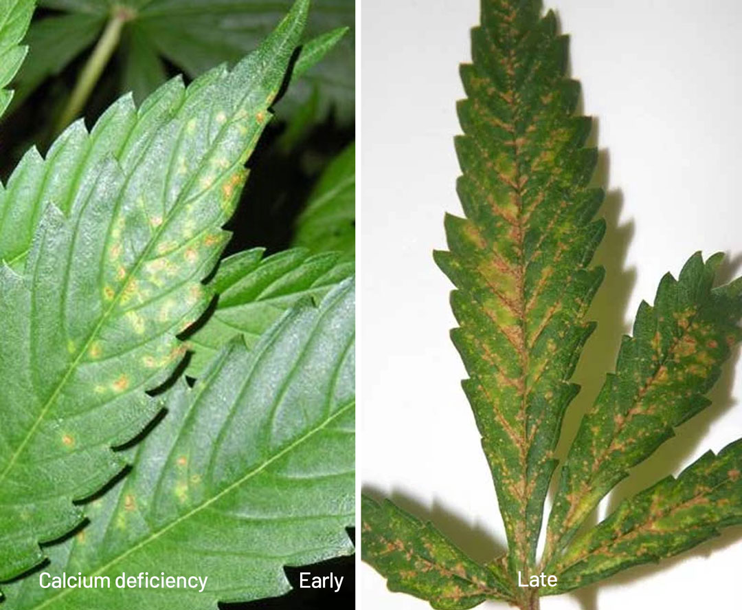 Deficiencia de calcio etapa temprana y tard&iacute;a