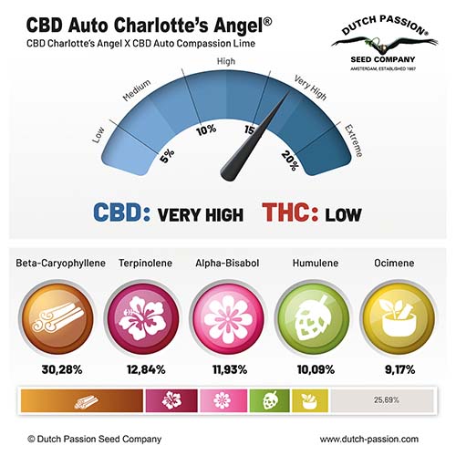 CBD Auto Charlotte's Angel cannabinoid and terpene profile