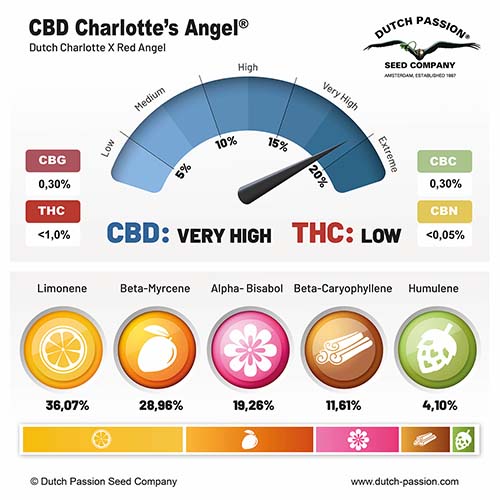 CBD Charlotte's Angel cannabinoid and terpene profile