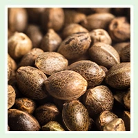 Semillas originales de cannabis Dutch Passion