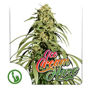 Ice Cream Haze cannabis seeds by Dutch Passion