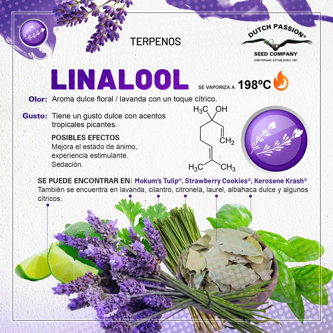 Terpeno de cannabis Linalool