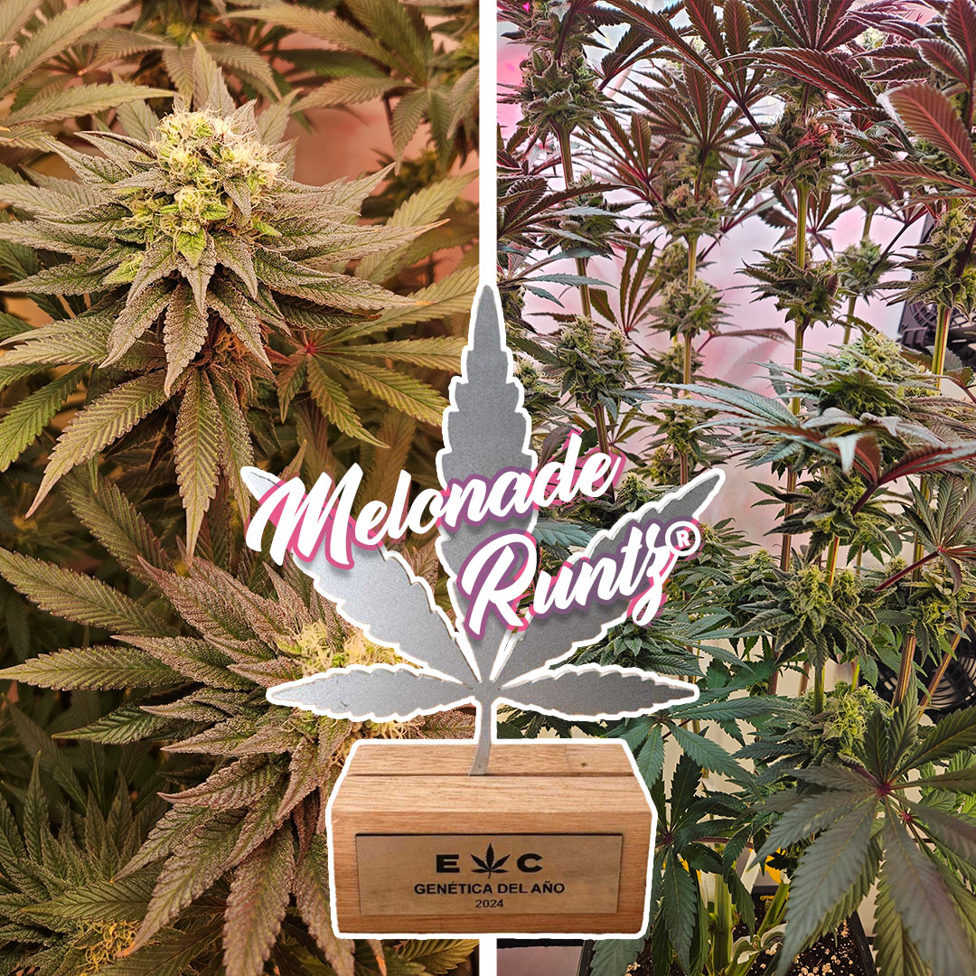 Melonade Runtz ganó el premio a la cepa del año en 2024 en Argentina