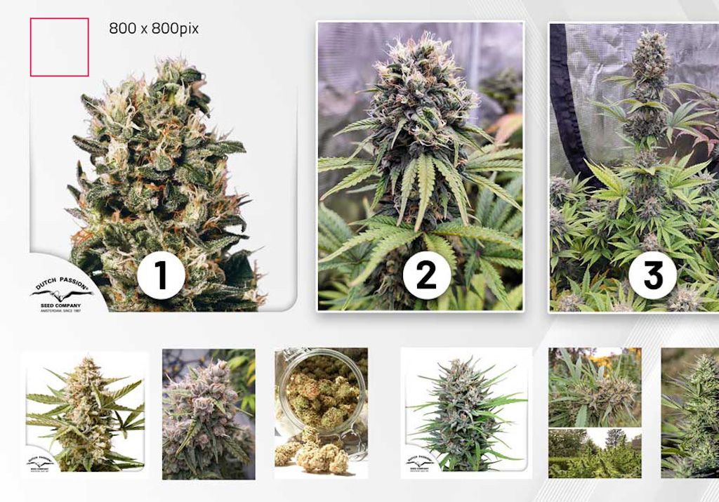 Dutch Passion strains main picture (square - 800x800px)
