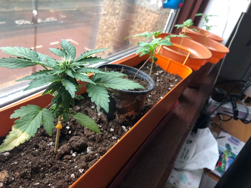 Plantas pequeñas en fila frente a una ventana