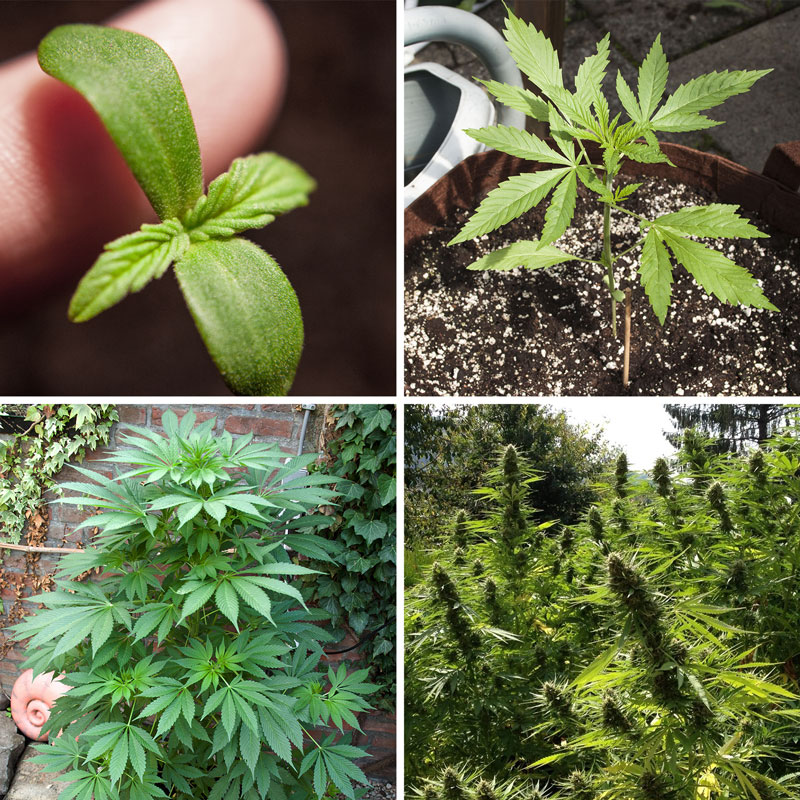 Las 4 etapas principales de crecimiento del cannabis