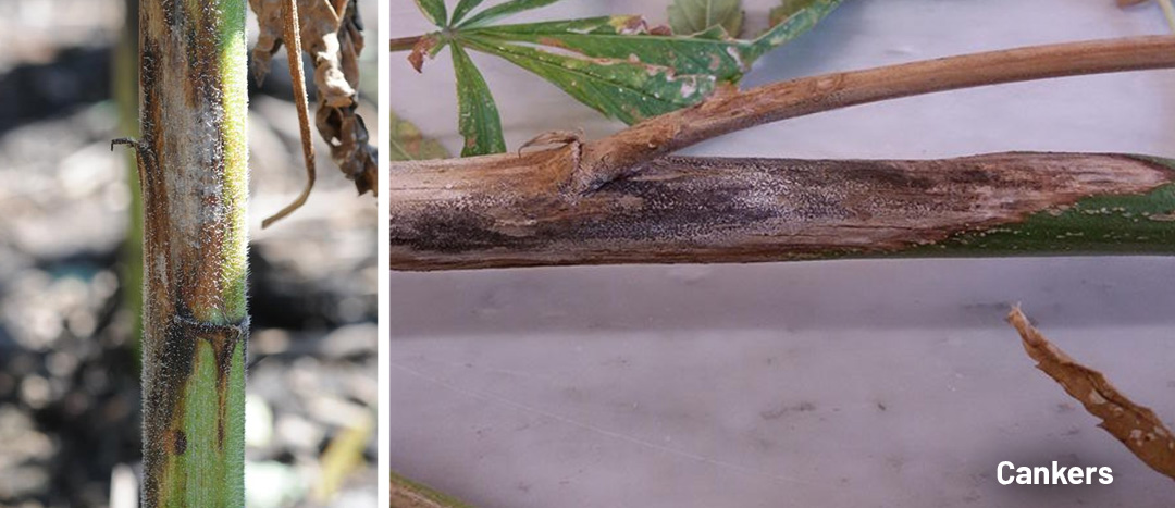 Stem cankers on cannabis