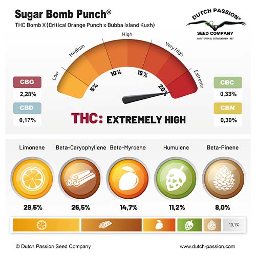 Sugar Bomb Punch cannabinoid and terpene profile