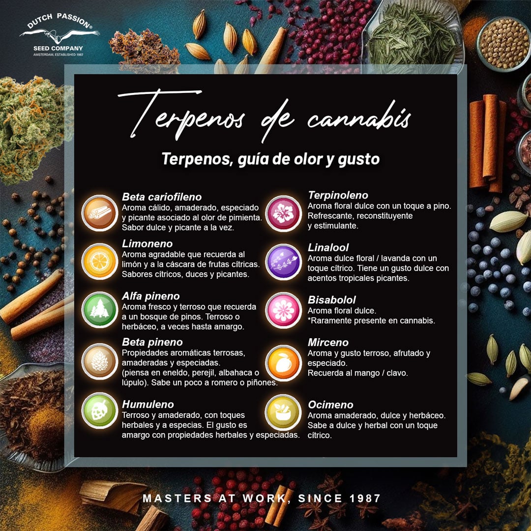 terpenos de cannabis guia de olor gusto y efectos